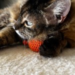 a picture of a cat with her face on a crochet cat toy in the shape of a fish in the color orange